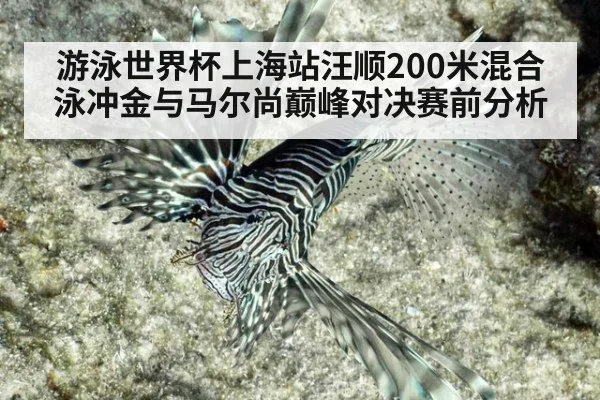 游泳世界杯上海站汪顺200米混合泳冲金与马尔尚巅峰对决赛前分析